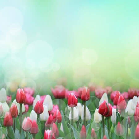 Script hypnotique - Induction Mai: Bouquet de couleurs