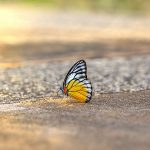 Relaxation hypnotique - Comme le papillon | Coup d’envoi de la démarche de transformation