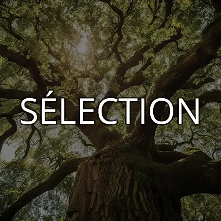 Scripts d’hypnose Fortitude | Sélection